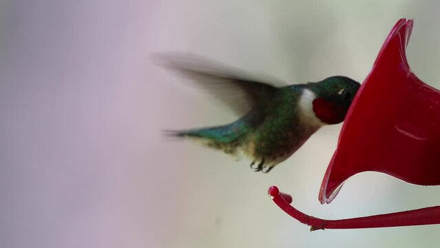 humming bird eating out of feeder, close up, 60fps