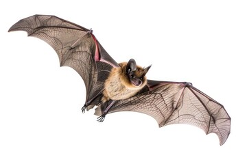 Bat On White. European Long Eared Bat in Flight on White Background