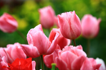 pink Tulip flowers blooming in the garden with soft background 
