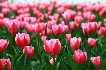 pink Tulip flowers blooming in the garden with green leaves 