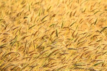 amazing scenery of golden Wheat farmland at sunny day
