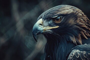 Fototapeta premium Black Eagle. Majestic Bird of Prey in Nature with Sharp Beak and Intense Gaze