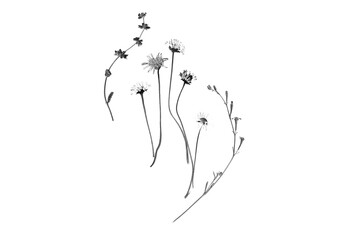 PNG. Ramito decorativo de flores silvestres, margaritas y plantas secas en blanco y negro. Herbario.