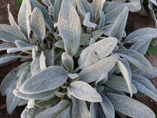 Stachys byzantia, lambs-ear or woolly hedgenettle,leaves of popular garden plant