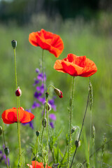 Fototapeta premium poppies. delicate petals of red poppies in the sun. background with red poppy flowers. Beautiful red poppy flower and buds isolated on a light background. wild flower, beauty in nature. close-up