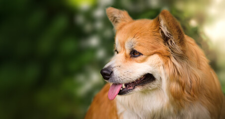 Young Corgi Female Dog against blurred foliage background with empty space Close Up Portrait of Cute Fluffy Corgi Dog in a spring nature landscape.