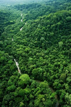 amazon rainforest, costa rica
