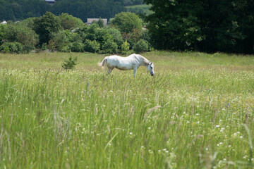 beautiful white horse on green grass in the field. Arabian horse, white horse stands in an...