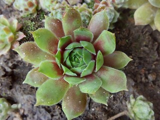 Sempervivum close-up, houseleek with light green and pink colored leaves, selective focus