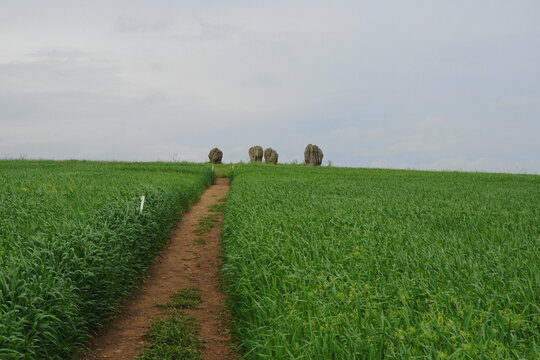 Duddu Five Stones in Northumberland, England, is a neolithic stone circle formed of sandstone that has been fissured by weathering