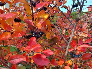 Aronia melanocarpa Bright red leaves of black chokeberry Aronia melanocarpa. Autumn vivid natural...