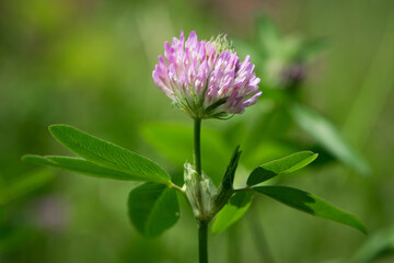 Red Clover, Trifolium pratense, in a typical meadow environment. delicate flower, on a light green natural background. macro nature. wild flower. pink clover, flower in the field. close-up