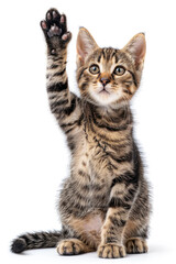 Obraz premium Cute American Shorthair Tabby Cat cute pose sitting raising one hand paw isolated on white background