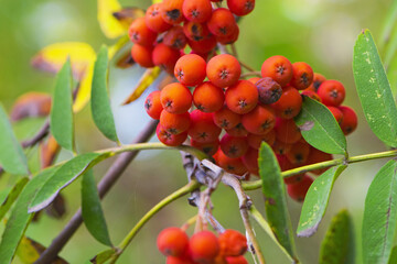 Mountain rowan ash branch berries on blurred background. Autumn harvest still life scene. Soft...