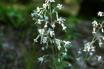 (Silene nutans) is a species of flowering plants of the Caryophyllaceae family.