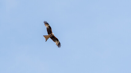 Portrait of  red kite flying with spread wings flying in the blue sky (milvus milvus).