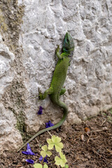 In nature, Eastern Green Lizard (Lacerta viridis) of bright green colour, very fast in its...