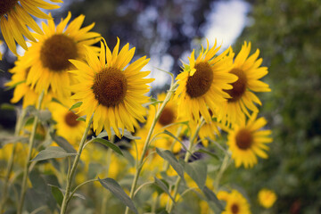 yellow sunflower in the field. Large flowers of a sunflower in the sunlight. Yellow flowers on a farm field. Agriculture concept, organic products, good harvest. Growing seeds for oil.