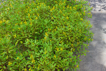 Close up little yellow flowers and green leaves bush with selective focus