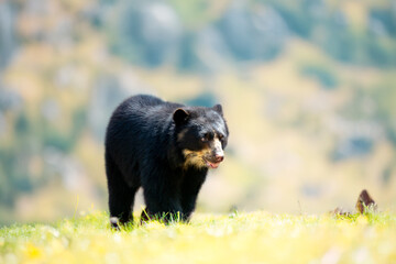 Spectacled bear (Tremarctos ornatus) sitting on wooden dais in selective focus. AI to fine art