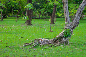 Close up big tree trunk with green field