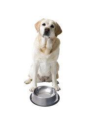 Sad Labrador Retriever dog next to a empty bowl