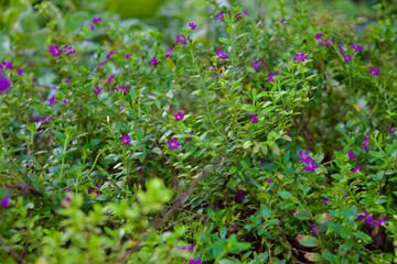 Little purple flowers and green leaves with selective focus
