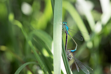 Coenagrion puella. two dragonflies on a green grass. a pair of dragonflies mate in a bright and green natural environment. close-up. light green background. blue and yellow dragonfly. place for text