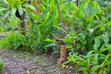 Yellow heliconia flowers in garden