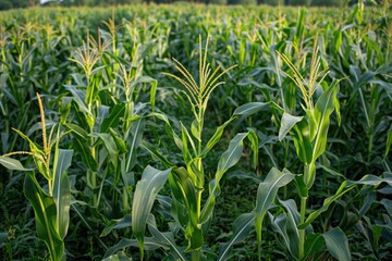 Fototapeta premium Cornfield Corn Field. Close-up of Fresh Corn in the Summer Season Field