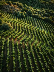 Fototapeta premium an aerial view of a vineyard field 