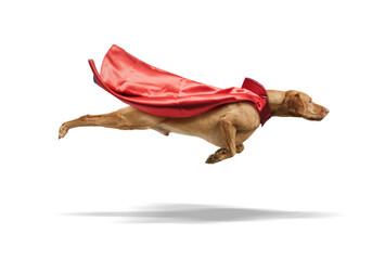 Dog hungarian Vizsla isolated on white background