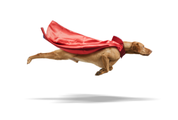 Dog hungarian Vizsla isolated on white background