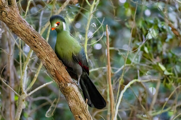 Tricao Park aviary