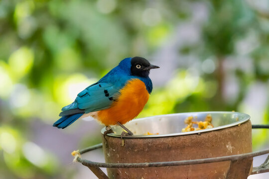 Tricao Park aviary