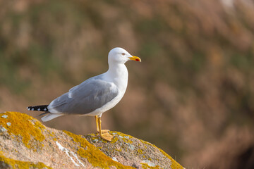Seagull Perched on Rocky Cliff, Berlenga Grande Island