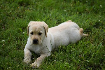  Labrador retriever puppy laying on grass, selective focus.