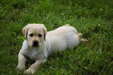  Labrador retriever puppy laying on grass, selective focus.