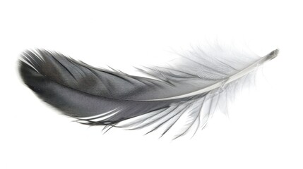 Obraz premium Feather Shape. Beautiful Bird Feather Isolated on White Background