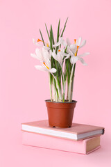 Pot with beautiful white crocus flowers and books on pink background