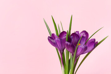 Beautiful crocus flowers on pink background