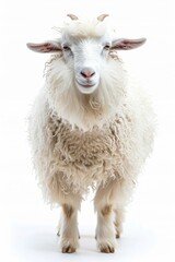 Obraz premium the Angora Goat with copy space on right Isolated on white background