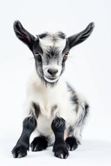 Obraz premium the Pygmy Goat with copy space on right Isolated on white background