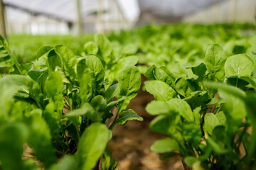 Planting hydroponic arugula in a greenhouse, highlighting its green color and the focus on its leaves.