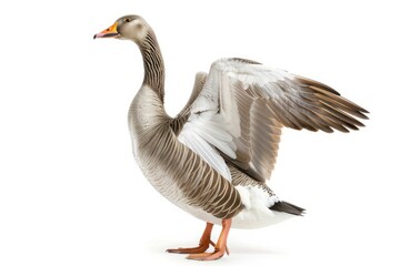 Goose Wing. Funny Animal Pointing its Wing, Isolated on White Background