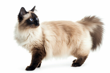 Obraz premium Balinese breed cat