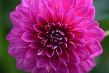 Lila Dahlie Nahaufnahme-Farbenpracht der Natur