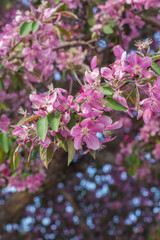 Flowering crab apple (Malus)