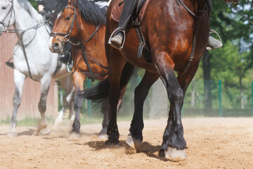 Horse riding school. Little children girls at group training equestrian lessons at outdoors ranch horse riding yard. Cute little beginner kid, closeup feet leg chestnut brown horse