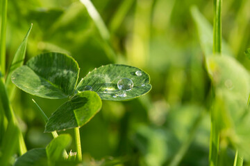 Clover leaf in grass with dew drops